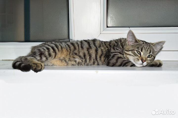 Алиса Матроскина