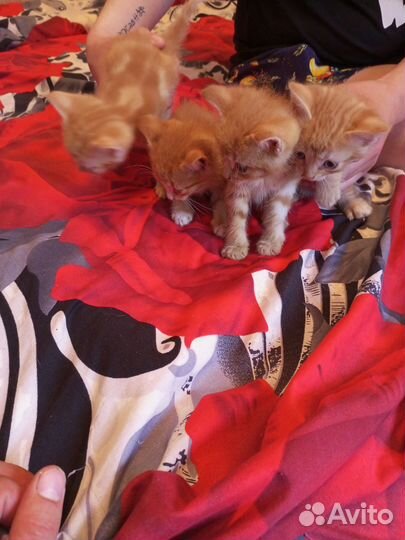 Отдам бесплатно животные