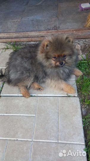 Померанский шпиц