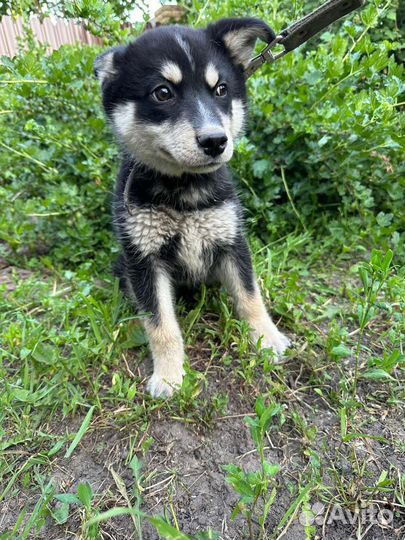 Собака щенок маленький мальчик