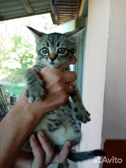 Животные в дар