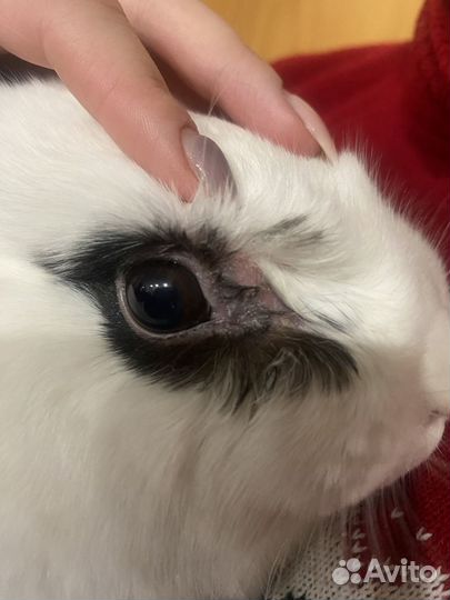 Ратолог(грызуны)онлайн консультация