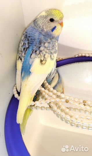 Волнистый попугай (получех)