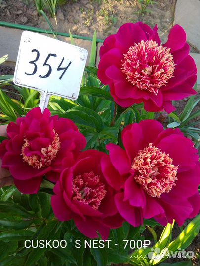 Корни пионов