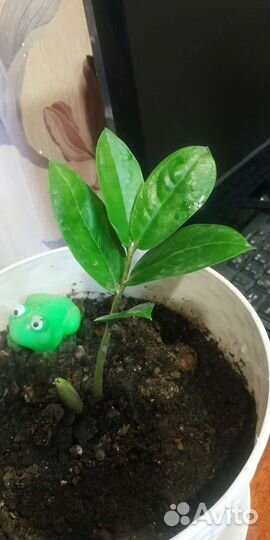 Замиокулькас Долларовое дерево