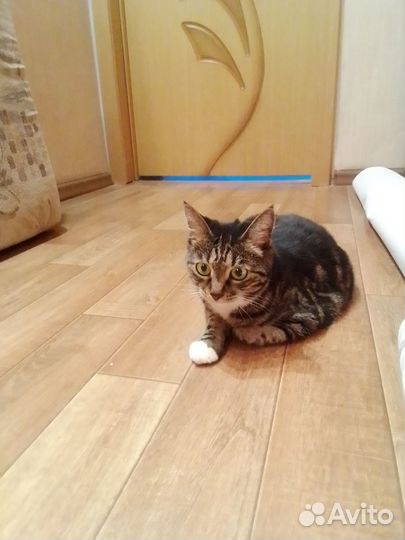 Курильский бобтейл