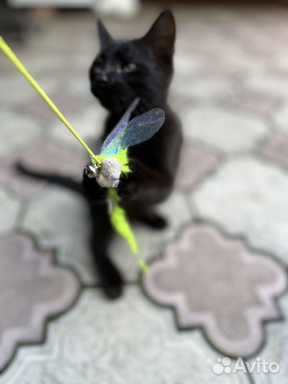 Котята в добрые руки мальчики