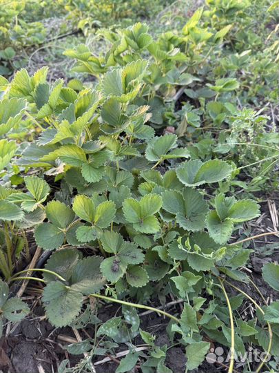 Усы клубники Брилла