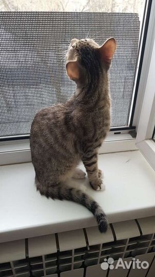 Котенок шотландский метис Матроскин 6мес привит