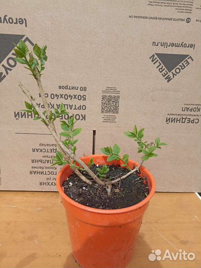 Саженец форзиции