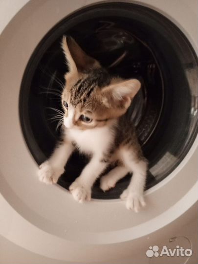 Котик в дар