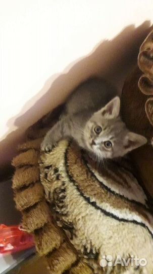 Котята шотландские