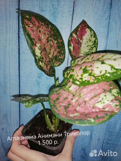 Аглаонема триколор