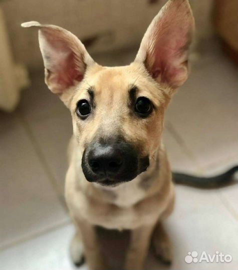 Собака, щенки в добрые руки, в дар