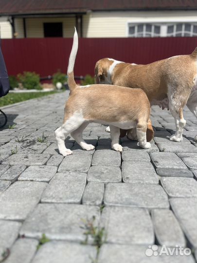 Щенок бигль девочка