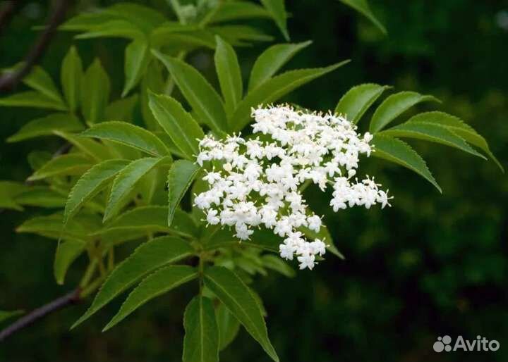 Бузина красная