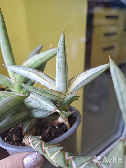 Сансевиерия silver clone