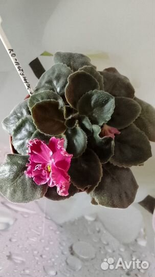 Фиалки сортовые цветущие