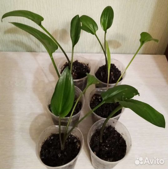 Дримиопсис