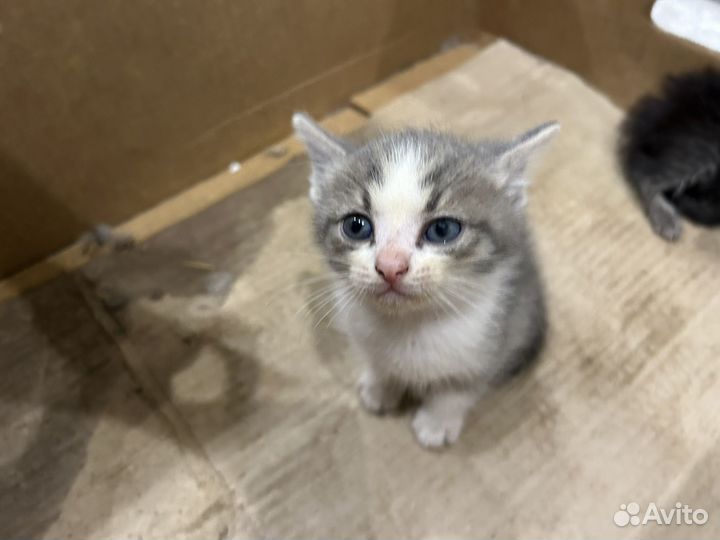 Котята в добрые руки бесплатно