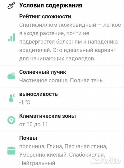 Спатифиллум (Spathiphyllum spp.)