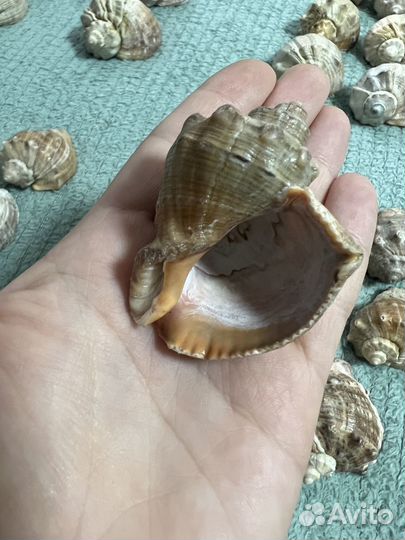 Морские ракушки раковины