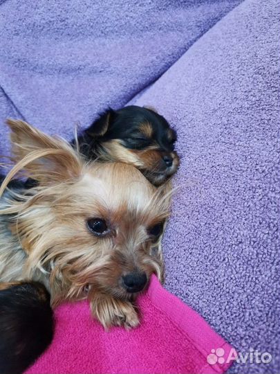 Мини мальчик