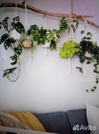 Сухие ветки для декора