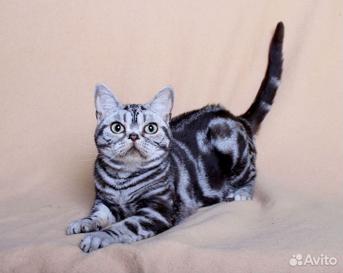 Американская короткошерстная