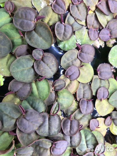 Филлантус плавающий