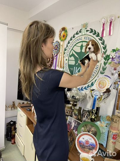 Щенки бигль москва