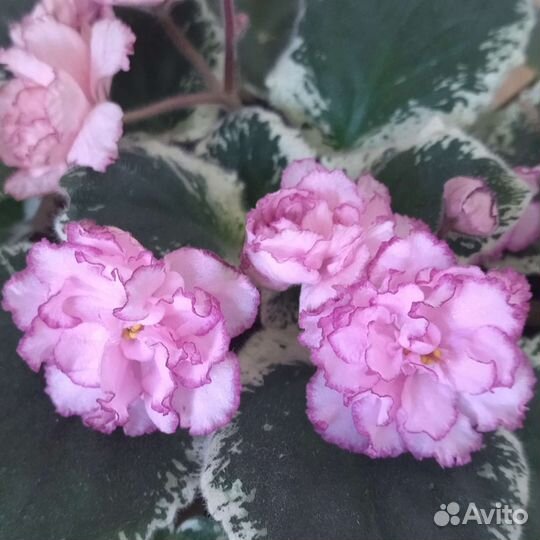 Детки фиалок и фуксии