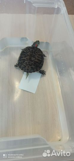 Красноухая черепаха