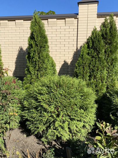 Туя шаровидная