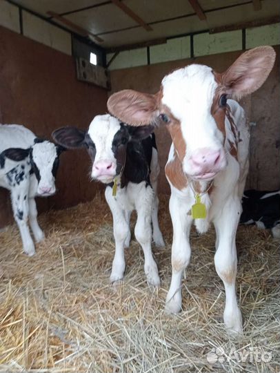 Телята бычки