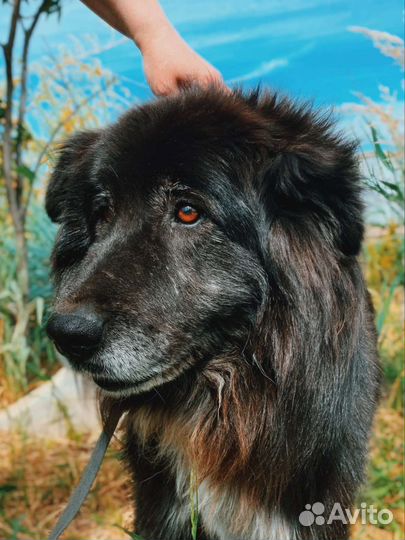 Собака в добрые руки отдам бесплатно