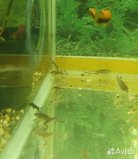 Аквариумные рыбки и растения