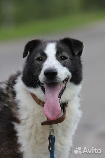 Собака Бакс