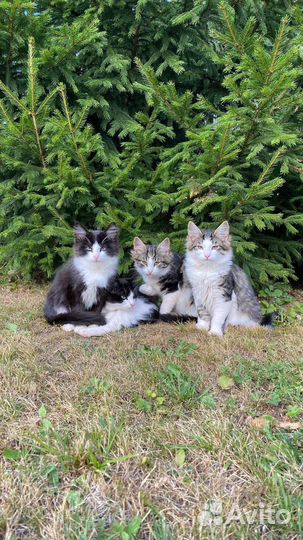 Котята в добрые руки