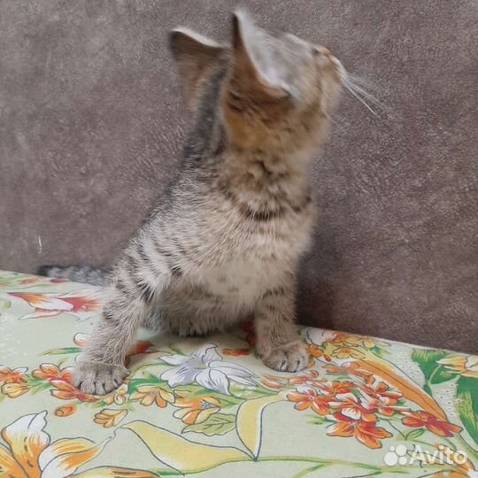 Котенок, девочка