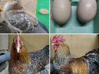 Инкубационные яйца породных кур