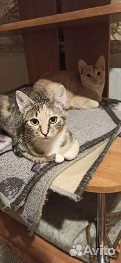 Кошечка подросток