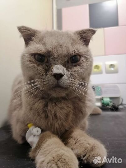 Отдам кошечку