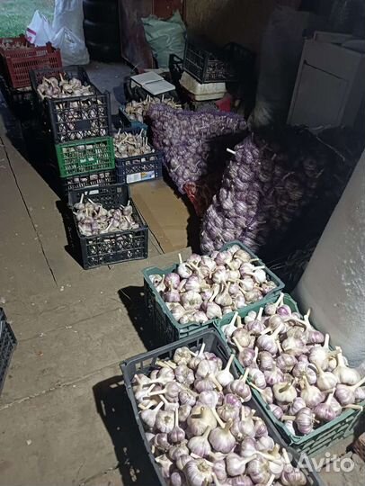 Чеснок озимый (Любаша)