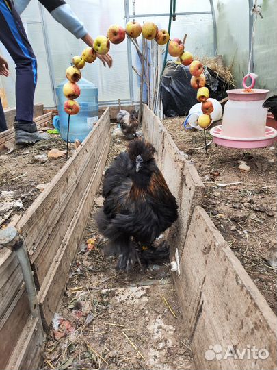 Китайские петушки