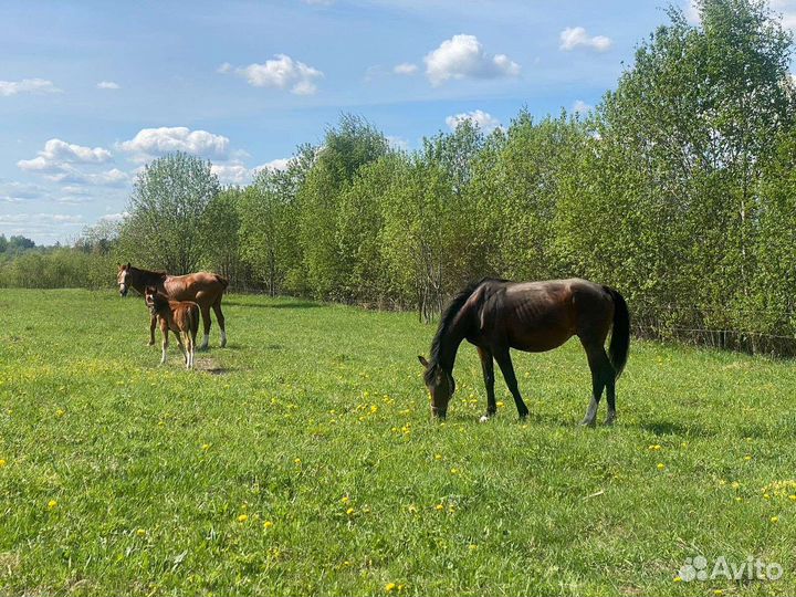 Постой для лошадей