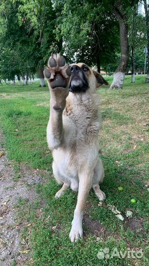 Собака ищет дом