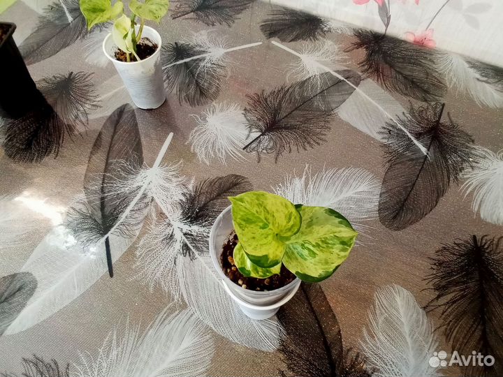 Эпипремнум и сциндапсус