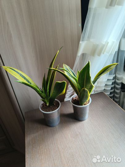Сансевиерия голден флейм