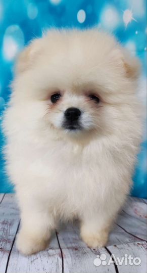 Щенки шпица